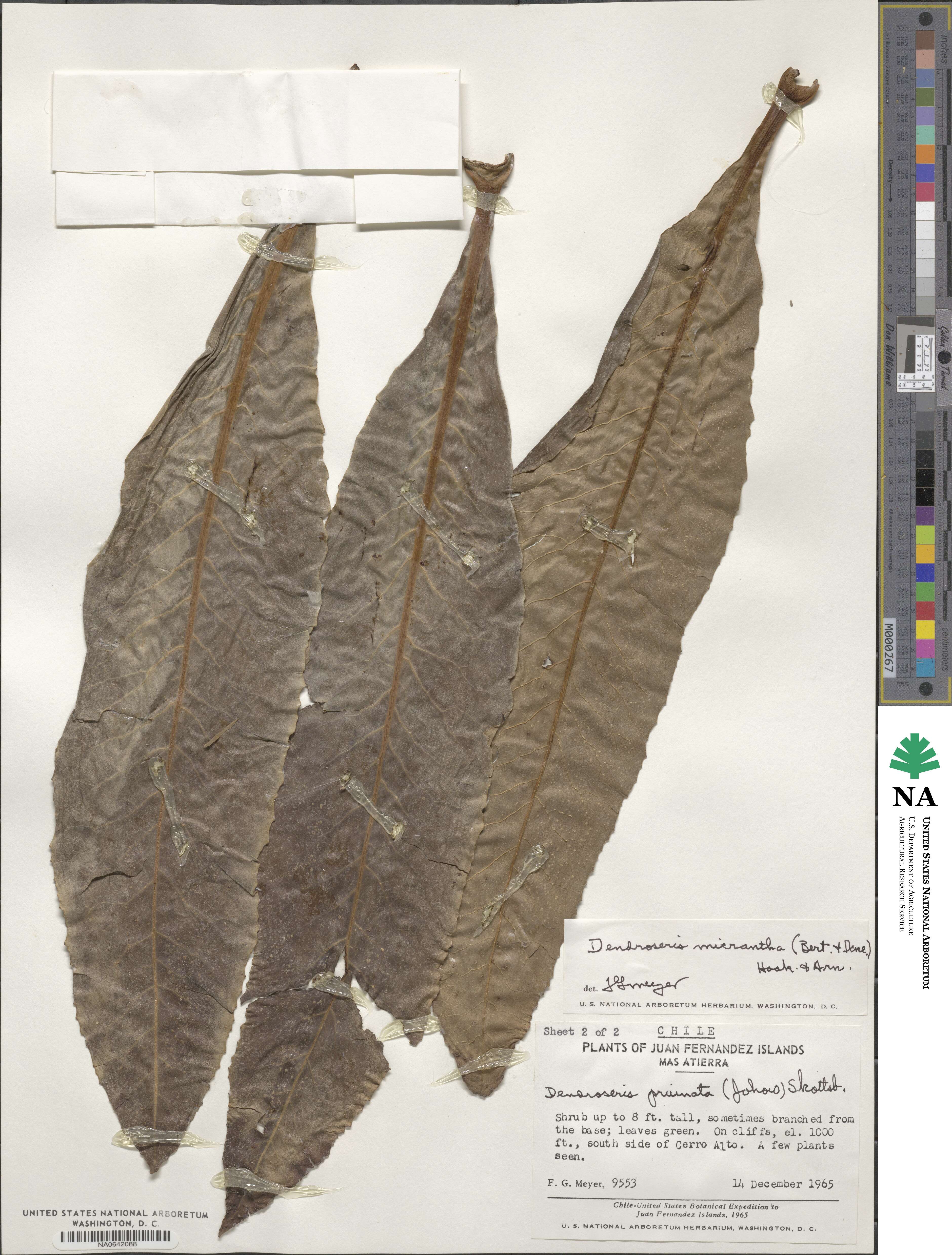 Sonchus micranthus image