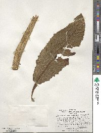 Sonchus micranthus image