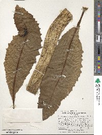 Sonchus micranthus image