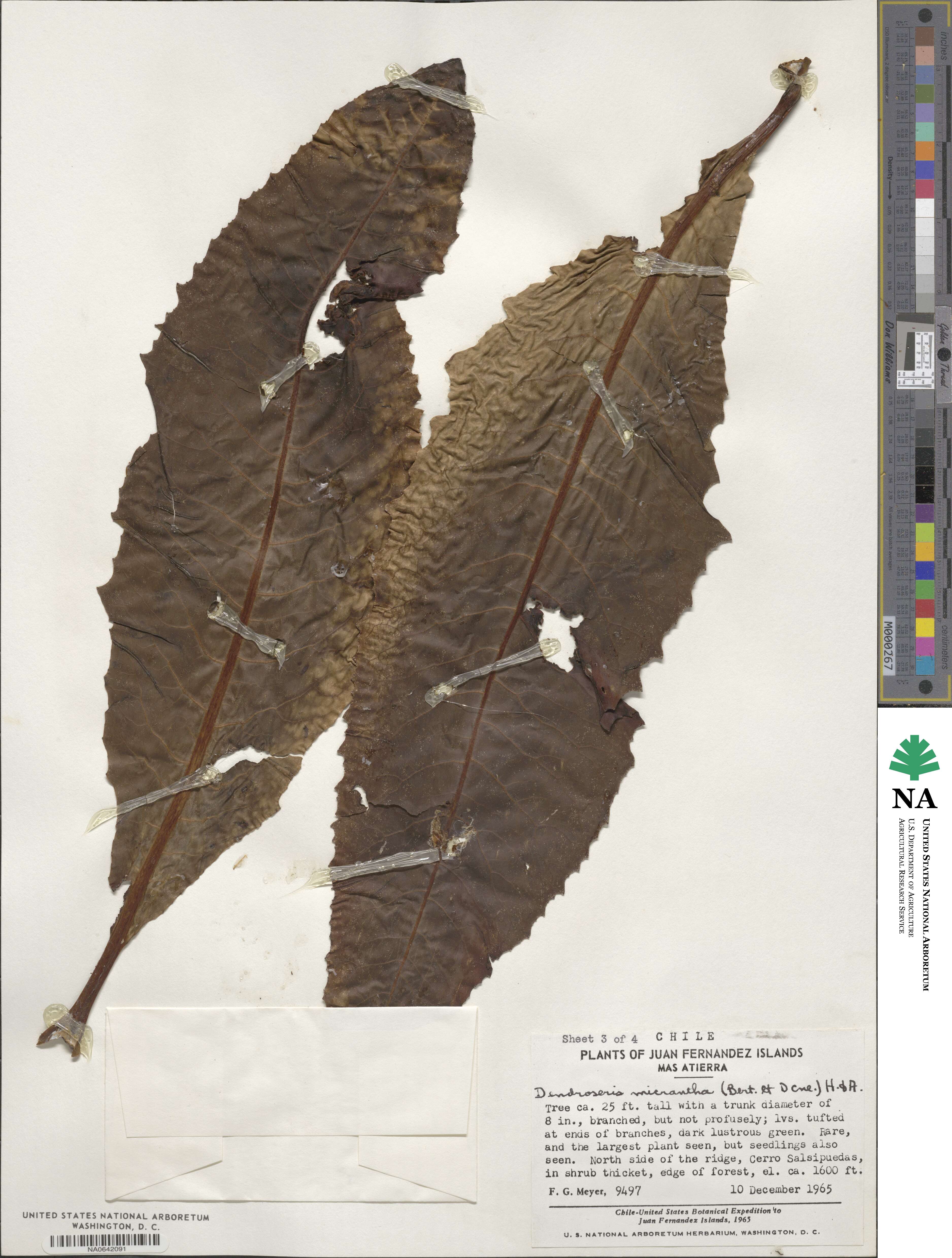 Sonchus micranthus image