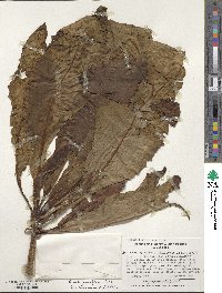 Sonchus micranthus image