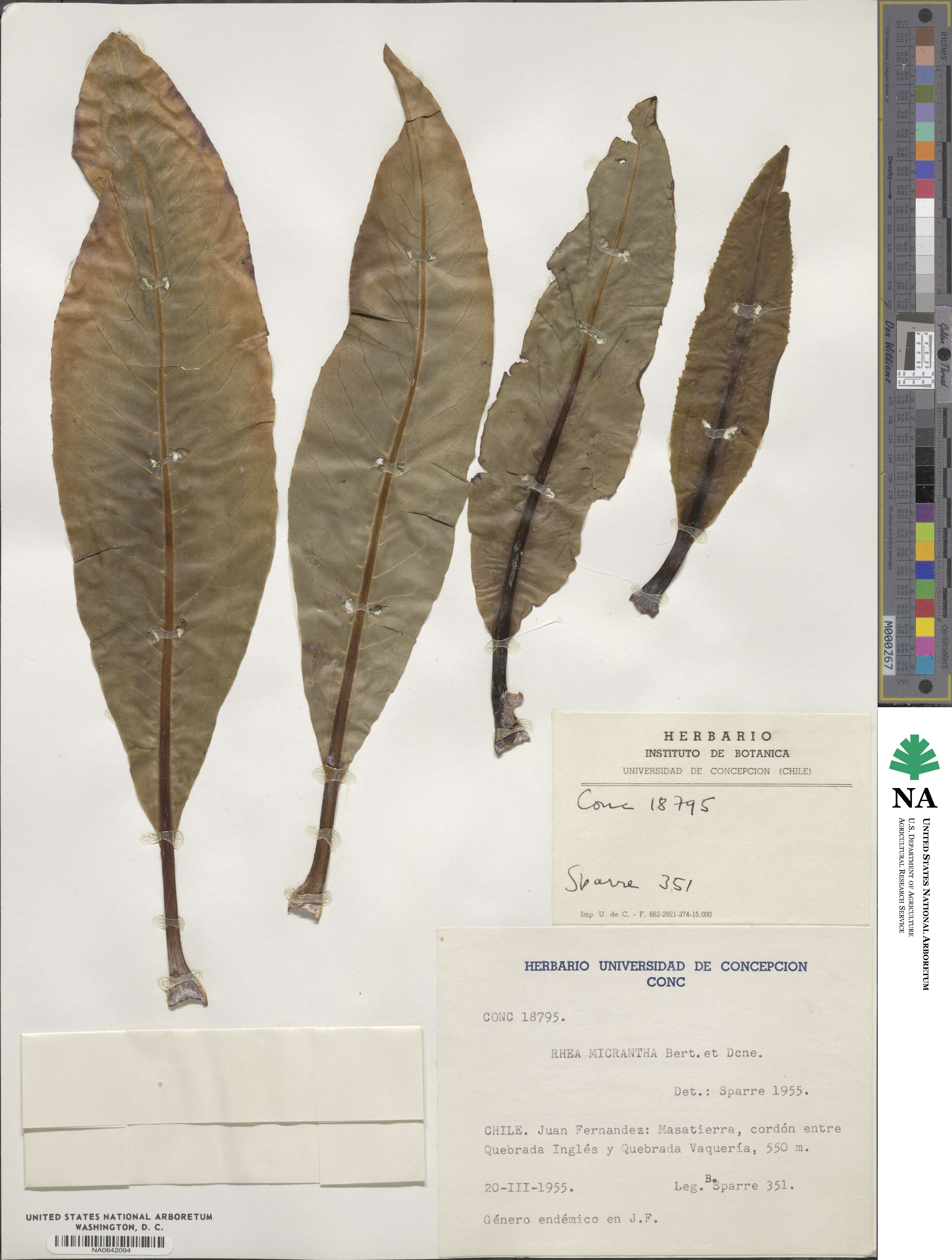 Sonchus micranthus image