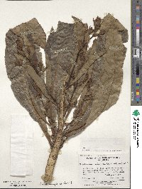 Sonchus micranthus image