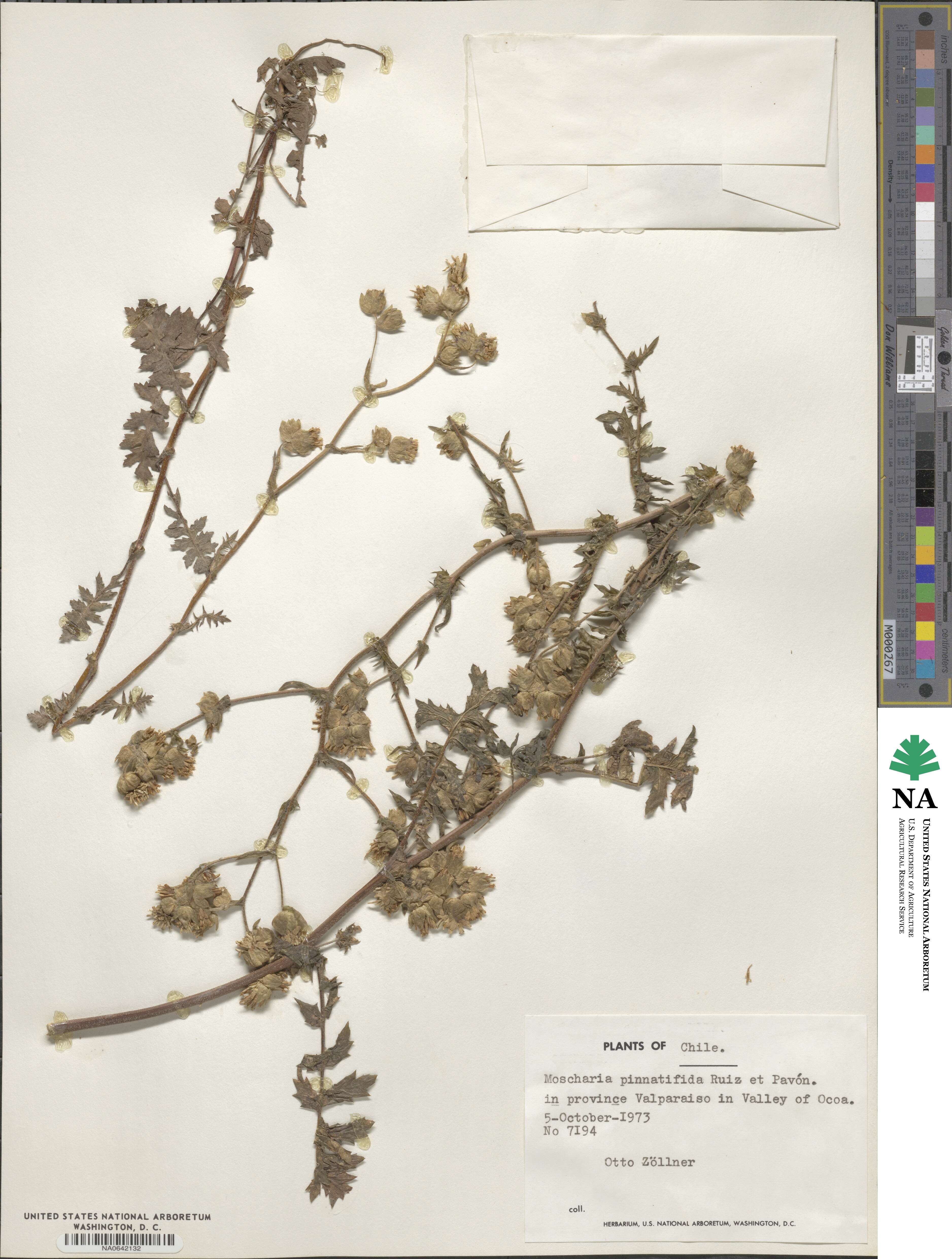 Moscharia image