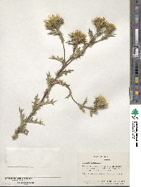 Scolymus hispanicus image