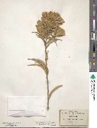 Trixis michoacana var. longifolia image