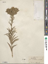 Trixis michoacana var. longifolia image