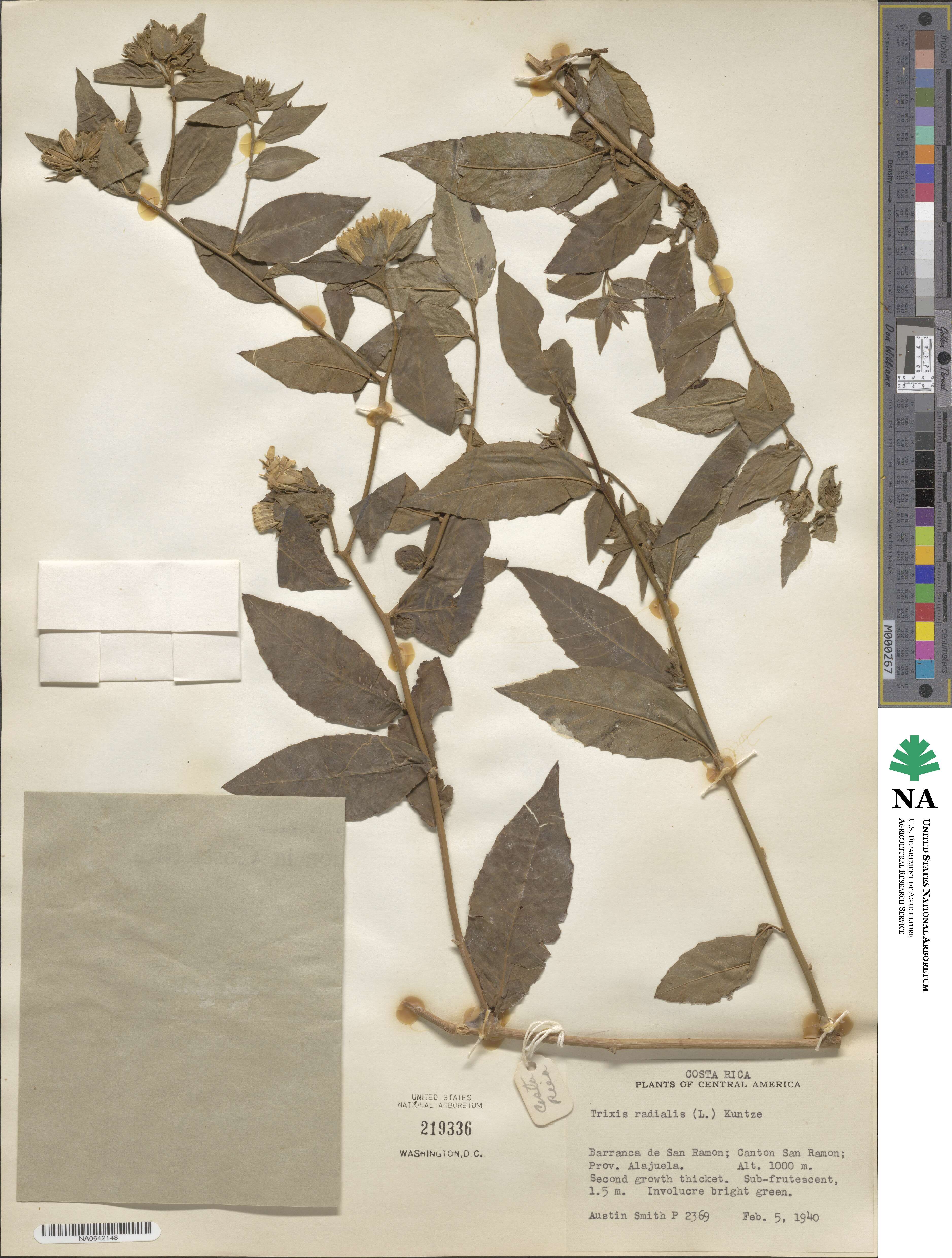 Trixis inula image