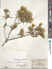 Trixis angustifolia image