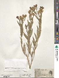 Trixis angustifolia image