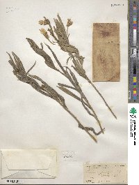 Trixis angustifolia image