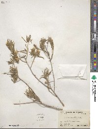 Trixis angustifolia image