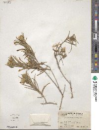 Trixis angustifolia image