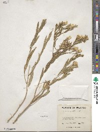 Trixis angustifolia image