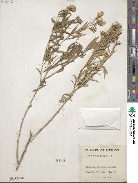 Trixis angustifolia image