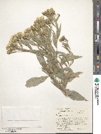 Trixis californica image