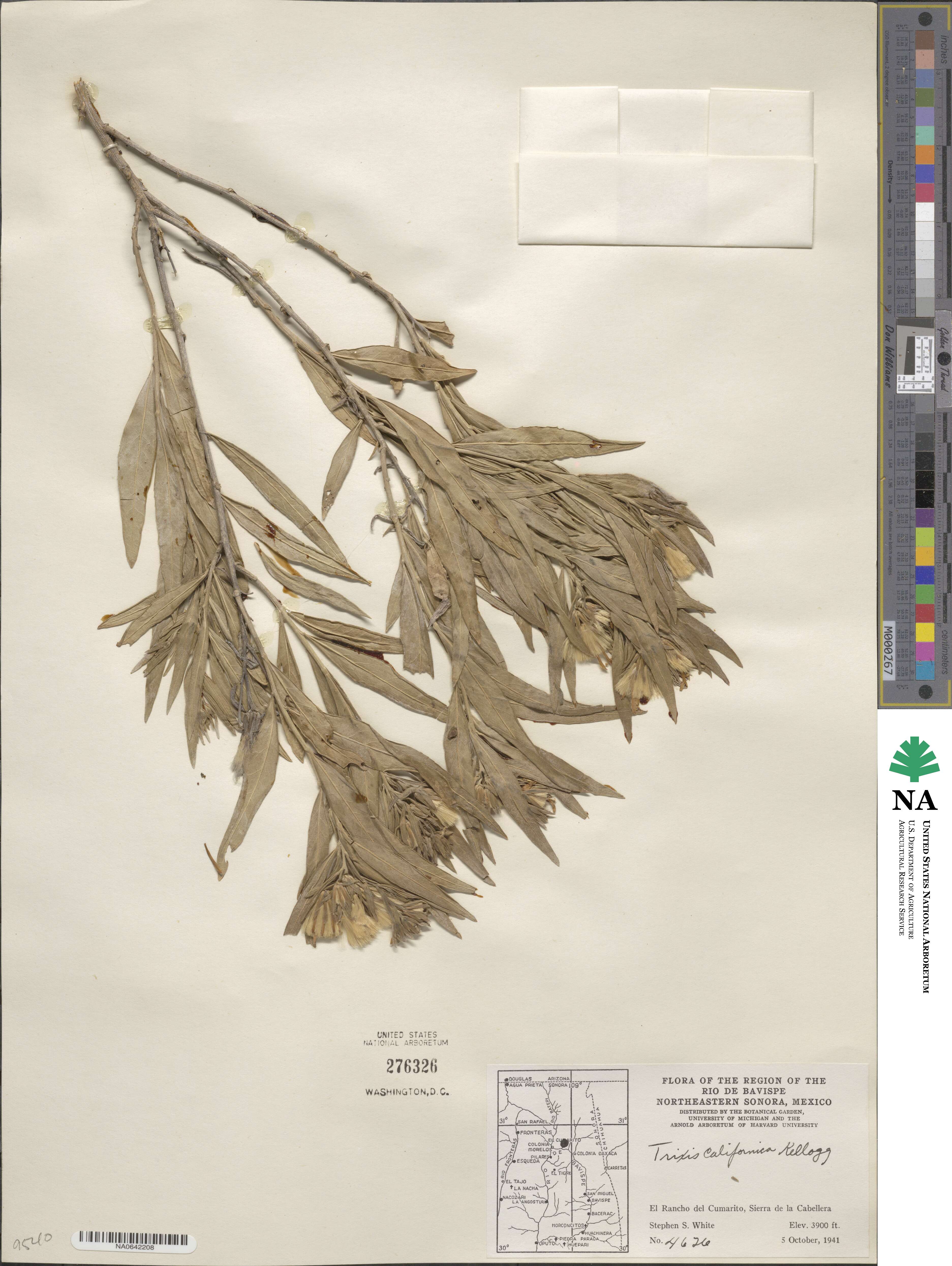 Trixis californica image
