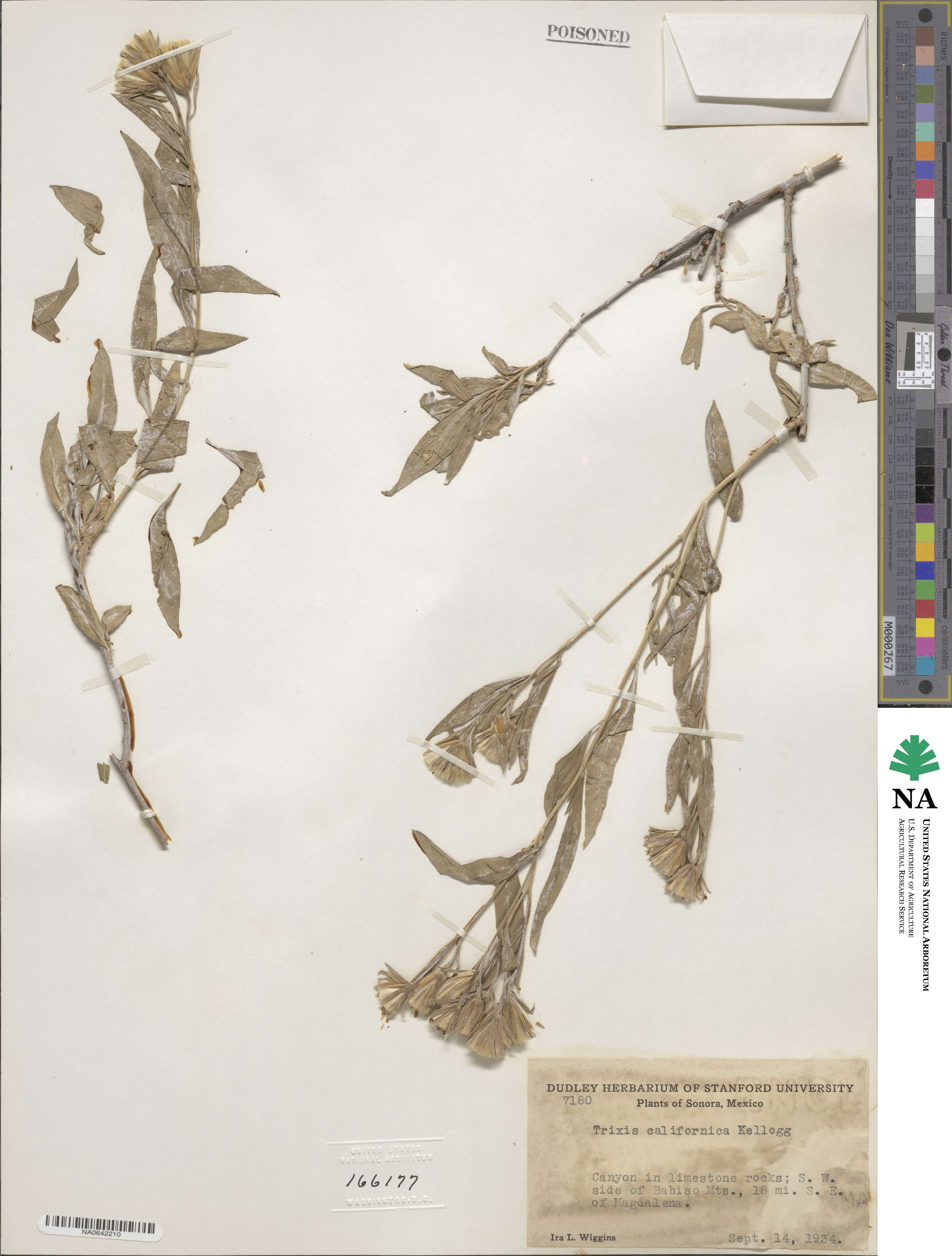 Trixis californica image