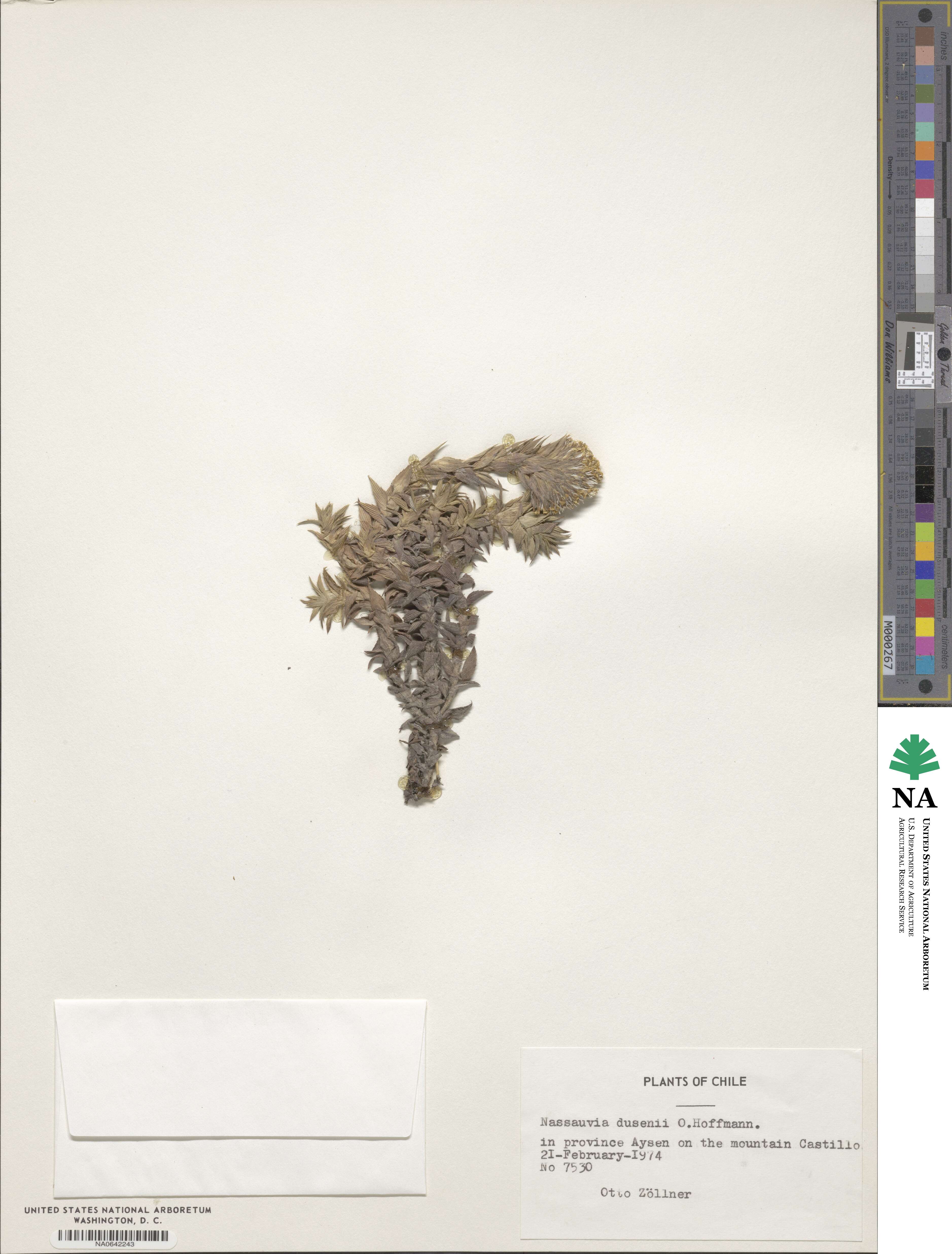 Nassauvia dusenii image