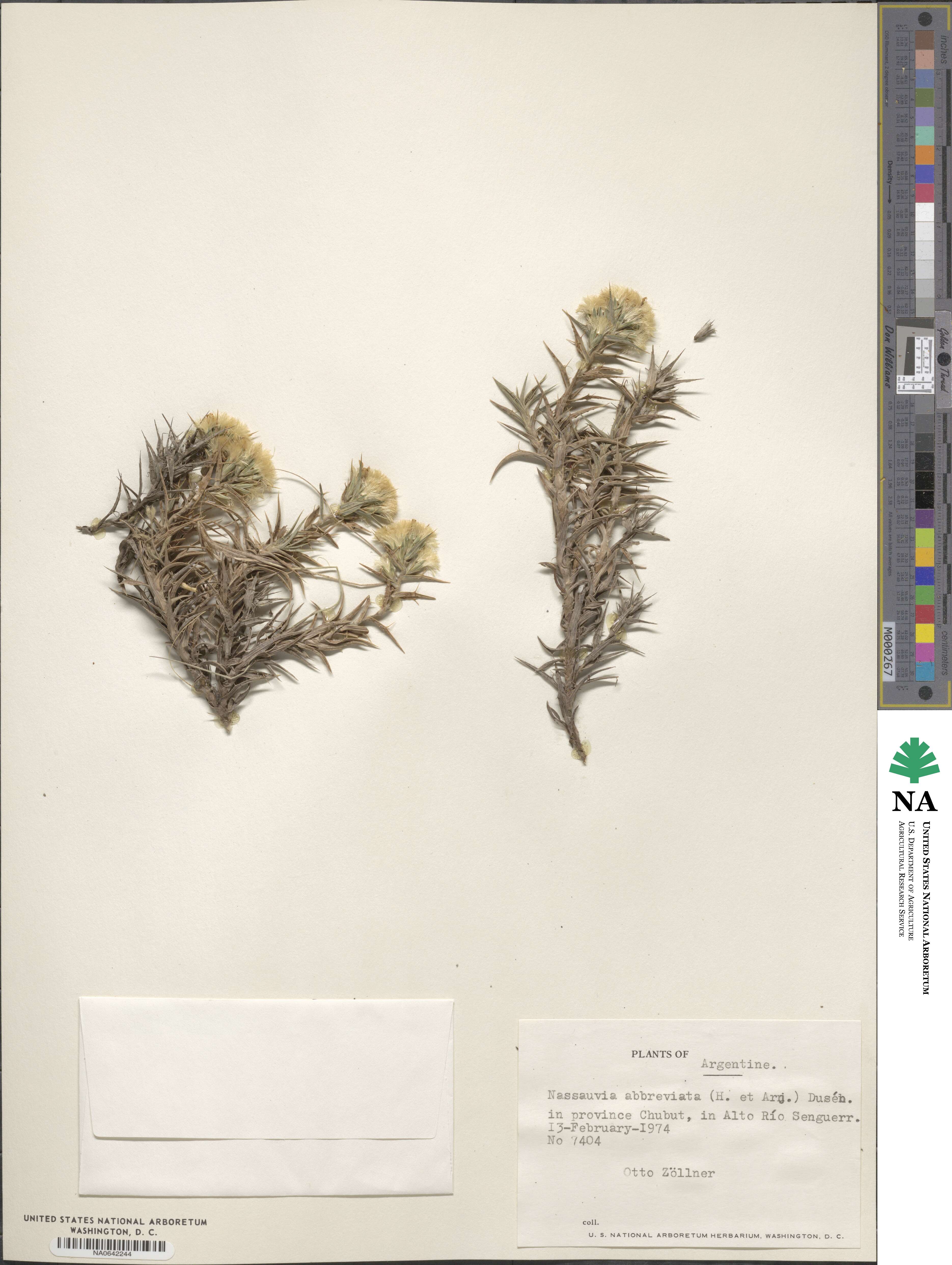 Nassauvia aculeata image