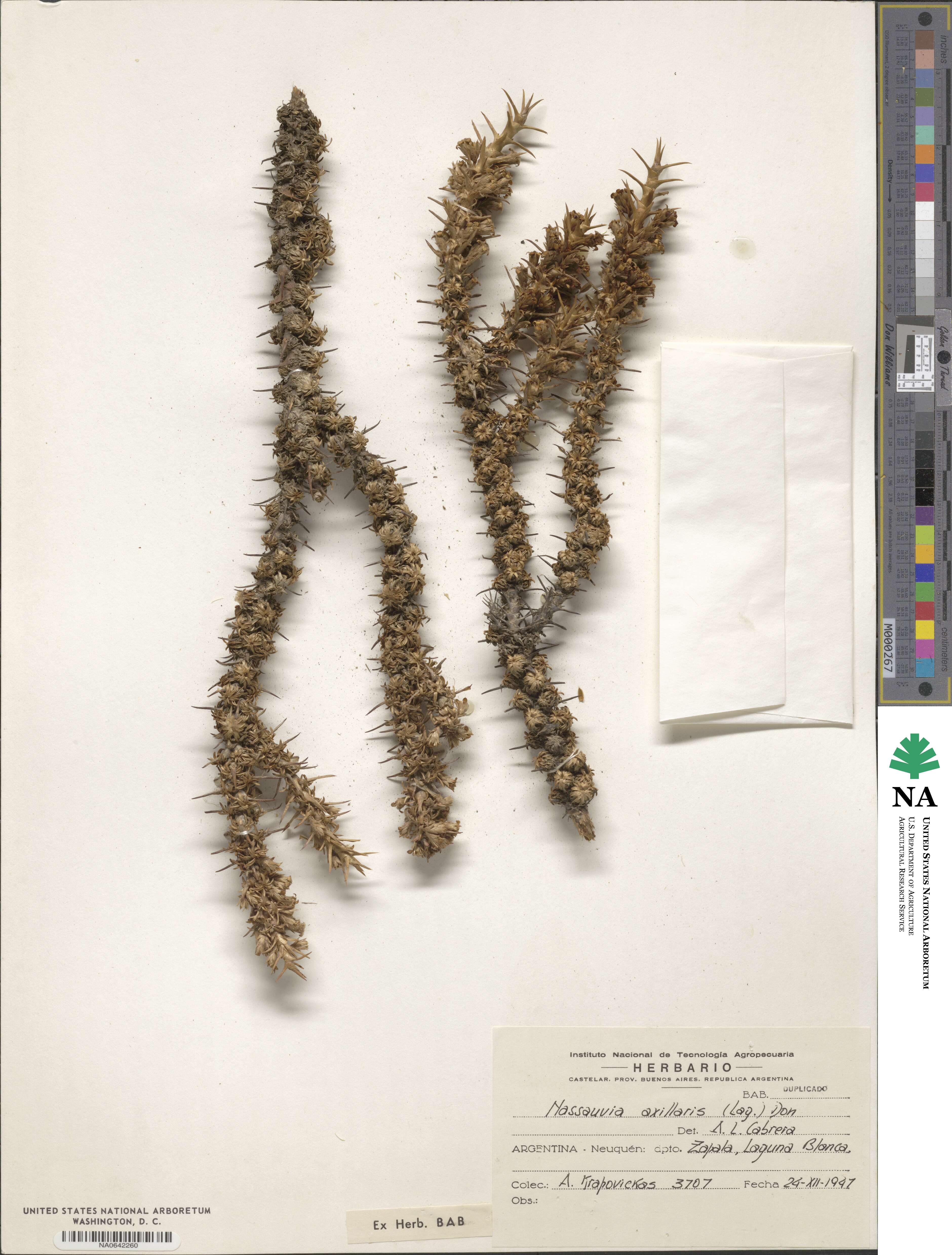 Nassauvia axillaris image