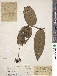 Image of Marcgravia longifolia