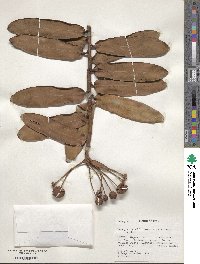 Image of Marcgravia macrocarpa