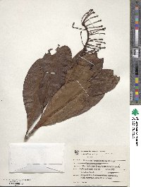 Schwartzia brasiliensis image