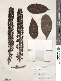 Norantea guianensis image