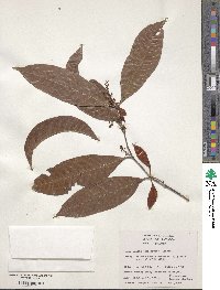 Image of Quiina jamaicensis