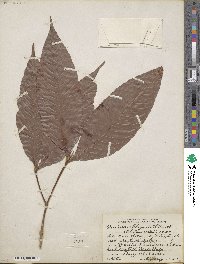 Quiina macrophylla image