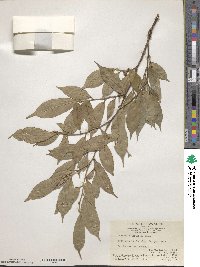 Camellia caudata image