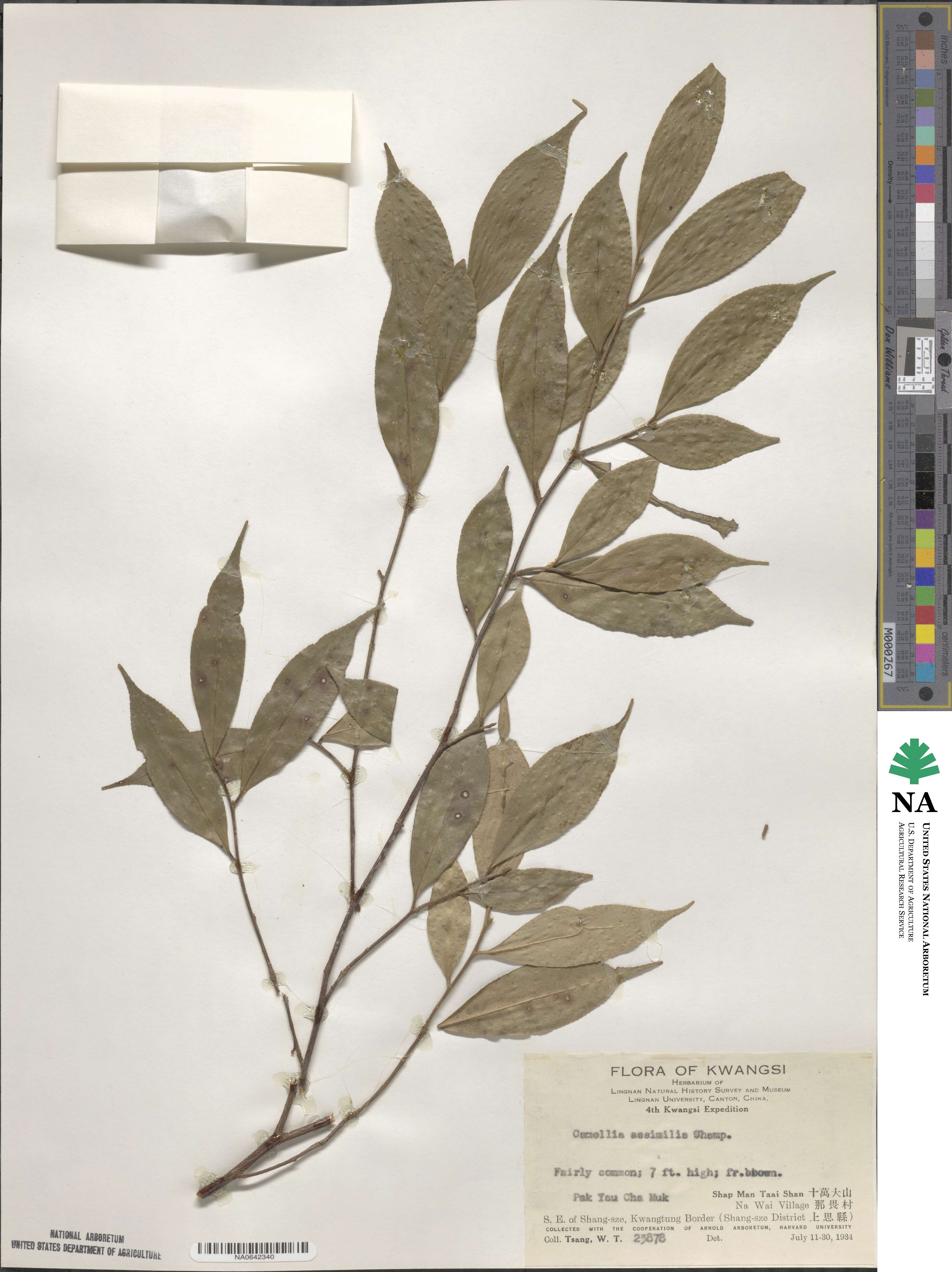 Camellia caudata image