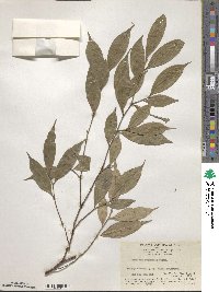 Camellia caudata image