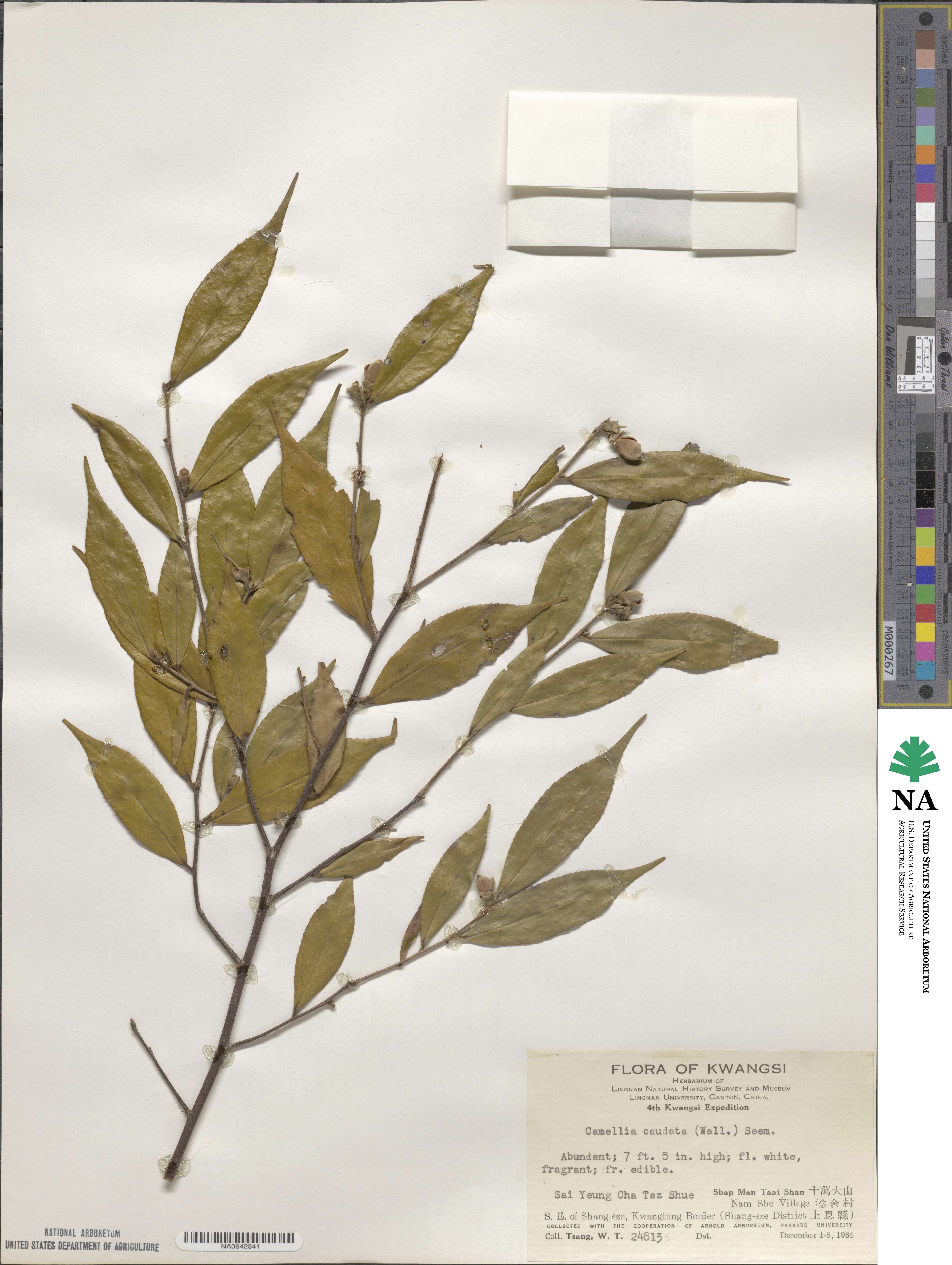 Camellia caudata image