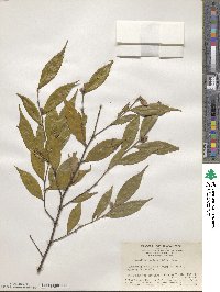 Camellia caudata image