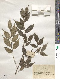 Camellia caudata image