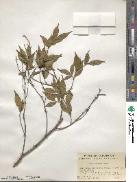 Camellia caudata image