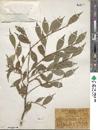 Camellia caudata image