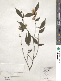 Camellia caudata image