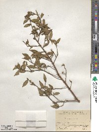 Camellia caudata image