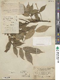 Camellia caudata image