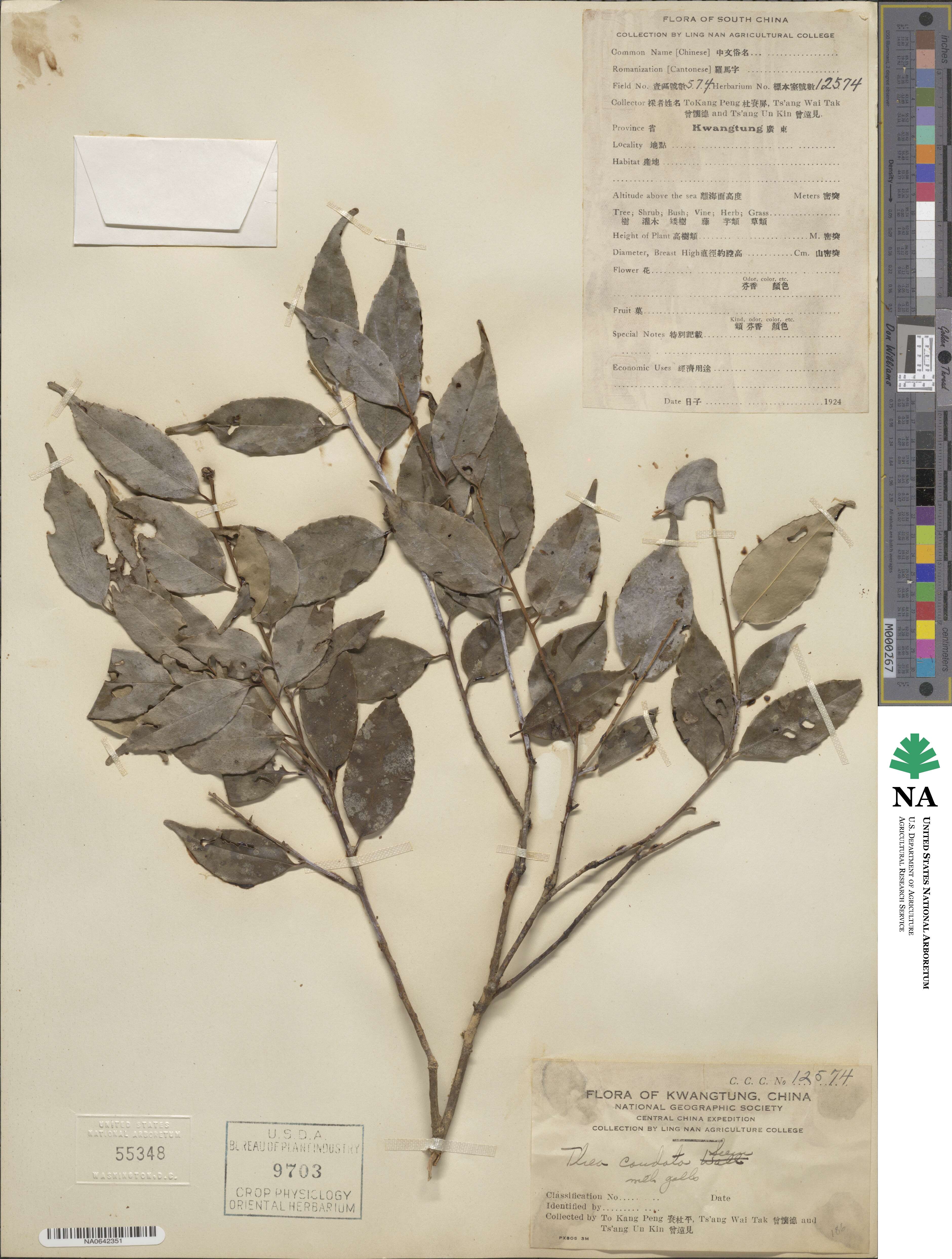 Camellia caudata image