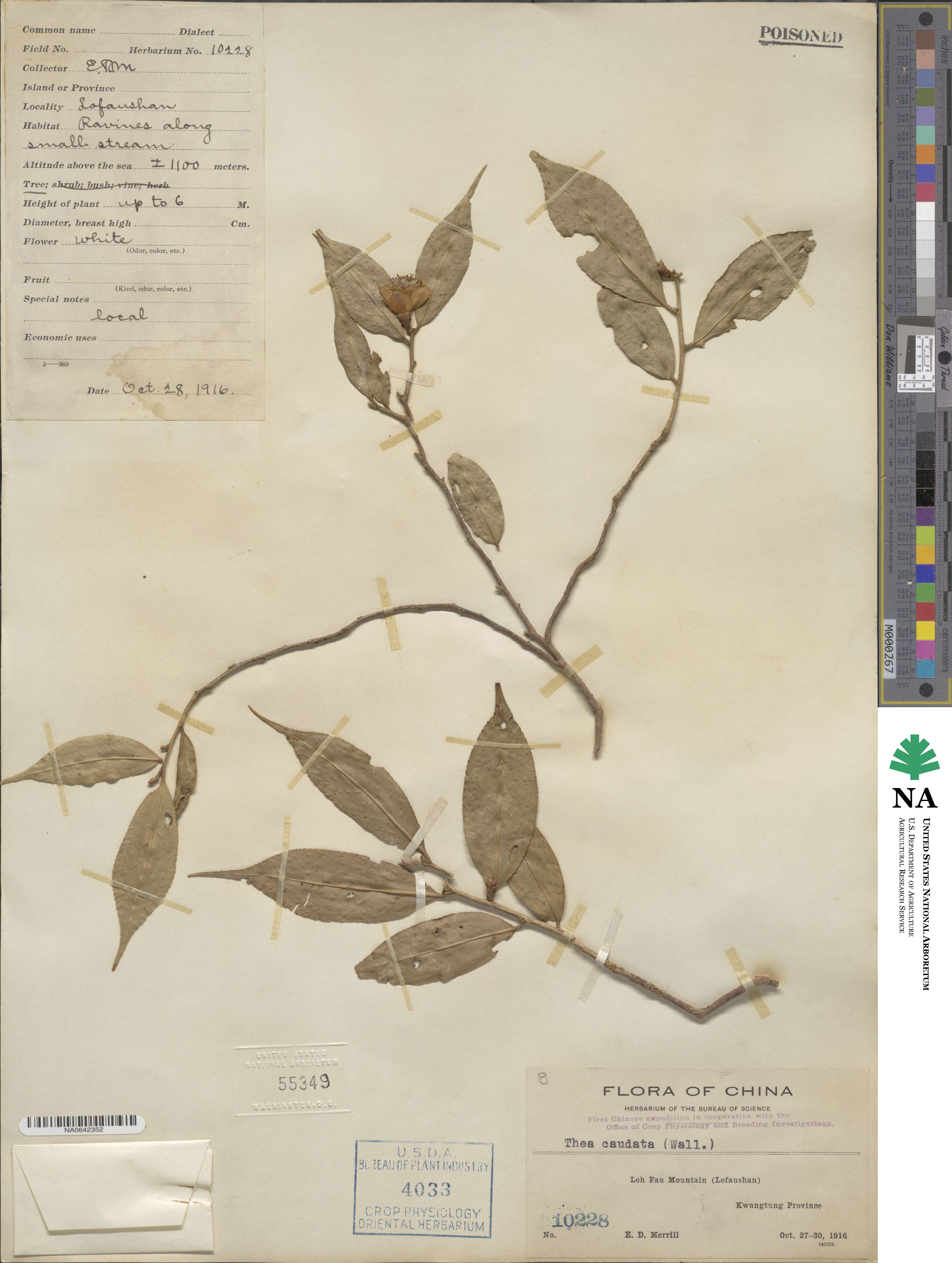 Camellia caudata image