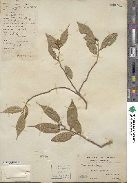 Camellia caudata image