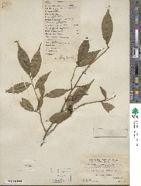 Camellia caudata image