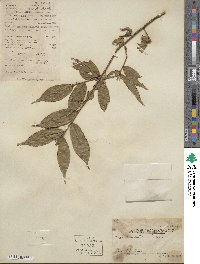 Camellia caudata image