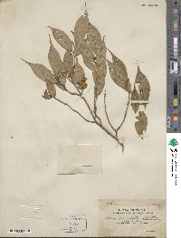 Camellia caudata image