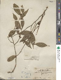 Camellia caudata image