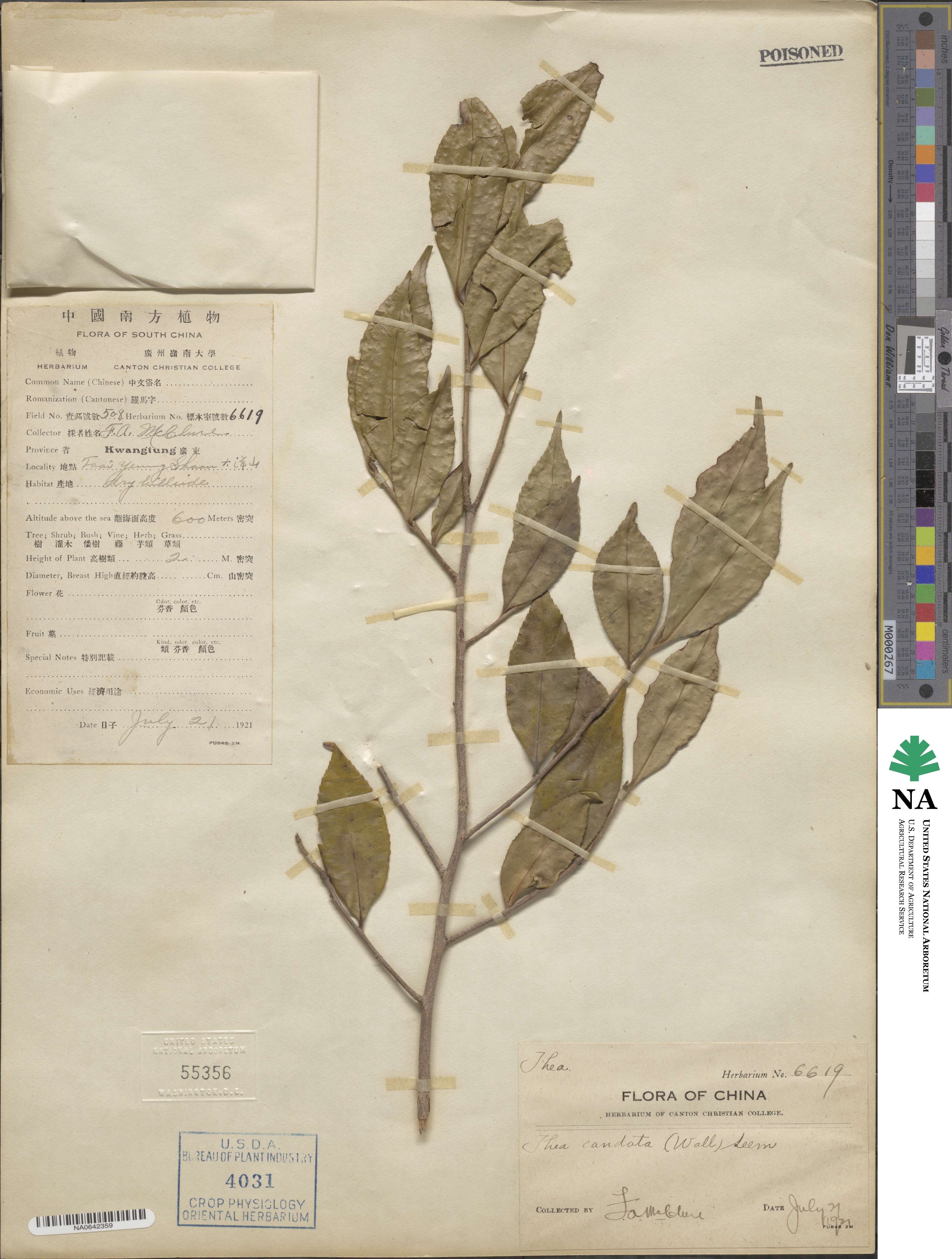 Camellia caudata image